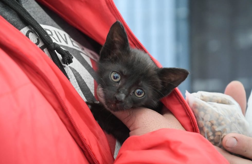 Campaña gratuita de vacunación antirrábica en Punta Alta