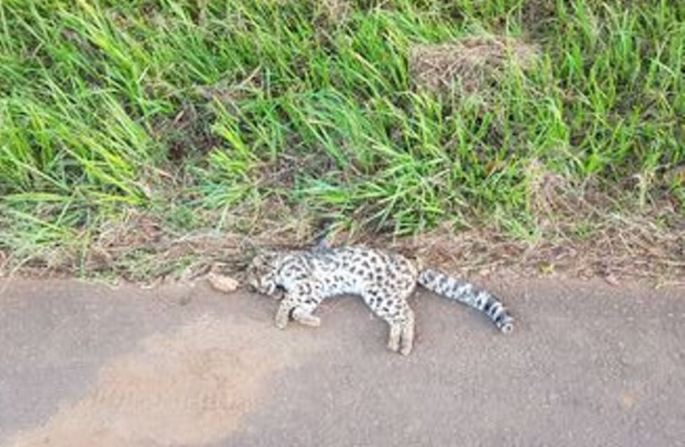 Cerro Azul: atropellaron y mataron a un gato Tirica