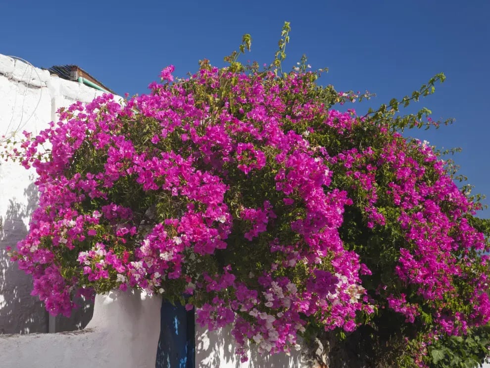 santa rita florece en verano