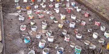 Con envases de Tetra Brik se cultivaron
más de cinco mil especies en el Parque Cabañas.