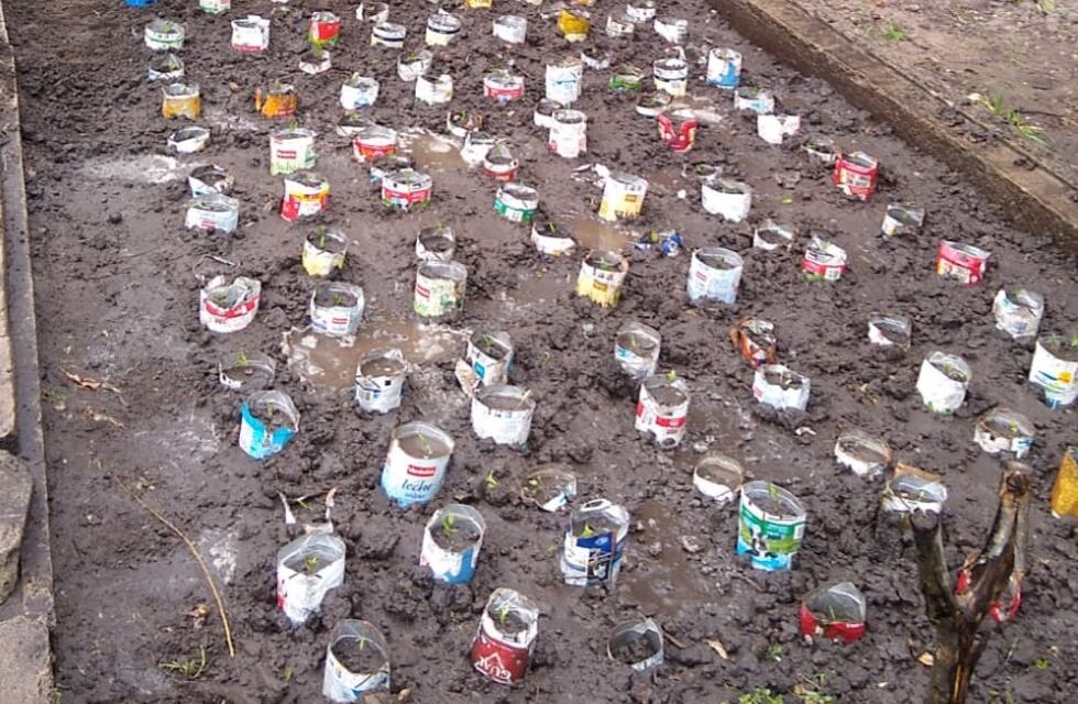 Con envases de Tetra Brik se cultivaron  más de cinco mil especies en el Parque Cabañas.