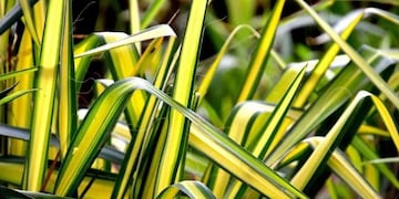 Cuál es la planta ideal para novatos y que brinda grandes beneficios a la salud.