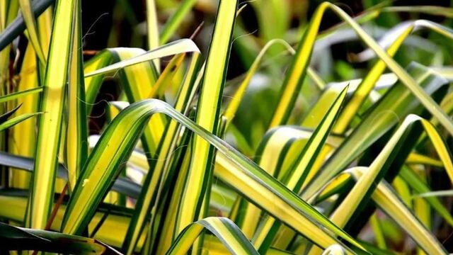 Cuál es la planta ideal para novatos y que brinda grandes beneficios a la salud.