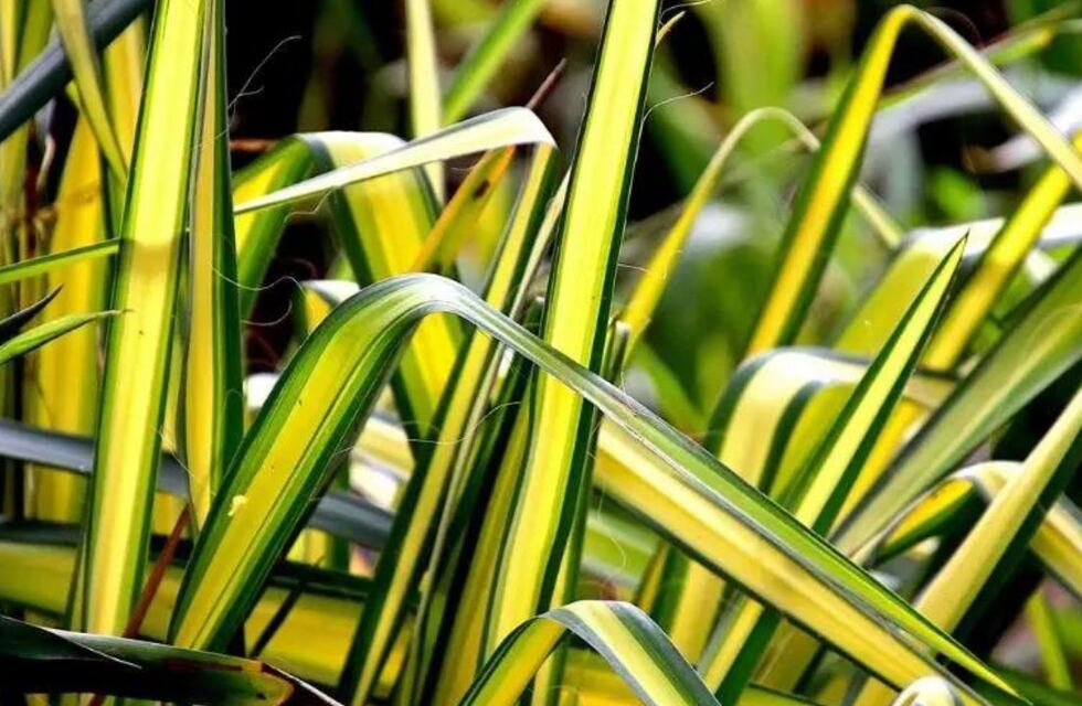 Cuál es la planta ideal para novatos y que brinda grandes beneficios a la salud