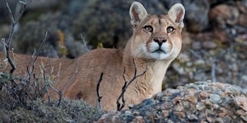 Los vecinos de Neuquén se alertaron por la presencia de dos felinos: ¿puma o gato del norte? (foto ilustrativa).