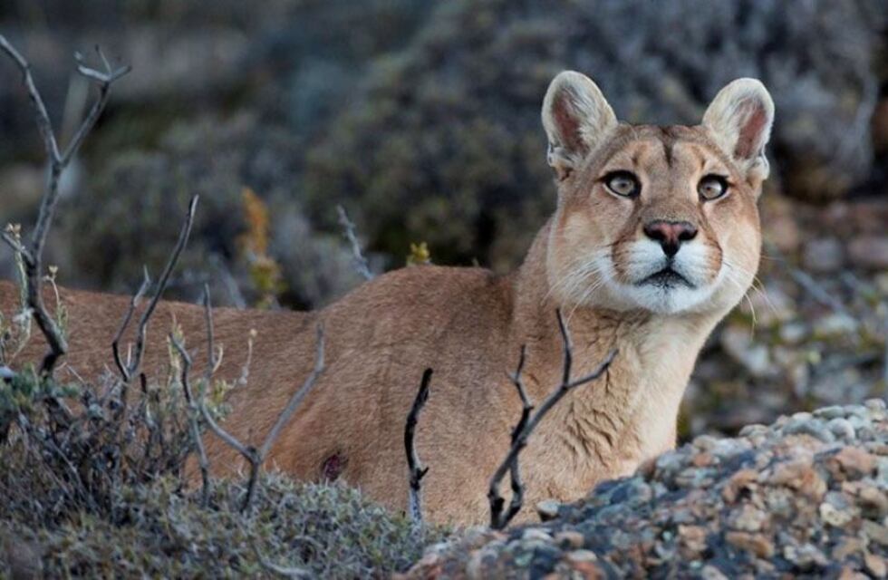 Confusión entre los vecinos de Neuquén: los pumas no eran más que gatitos domésticos