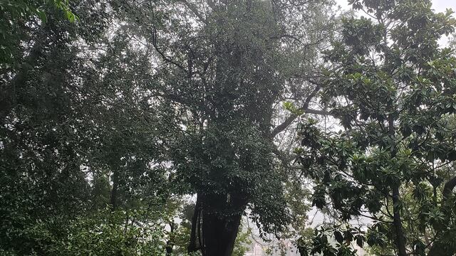 El último jueves de marzo inició con niebla en el centro de la provincia de Córdoba.