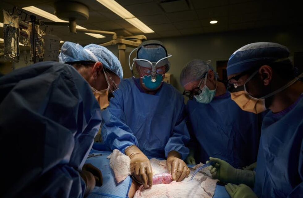 Avance inédito: lograron trasplantar dos riñones de cerdo en el cuerpo de un ser humano