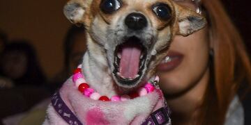 Argentina tuvo su primera función de cine para perros.