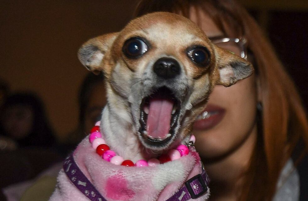 Cómo fue la primera función de cine para perros en Argentina