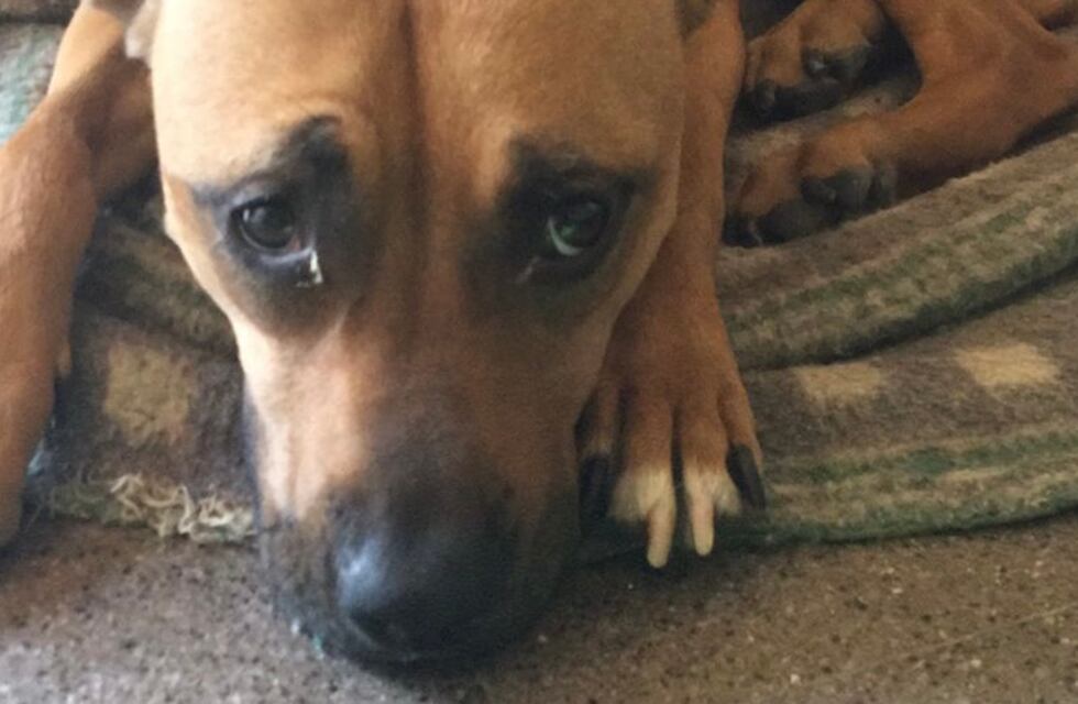Una perrita fue abandonada y necesita una familia amorosa: “Se le nota la tristeza en los ojos”