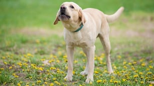 Imputaron a la dueña del perro que se escapó y mordió a un adolescente en Córdoba. Imagen ilustrativa.