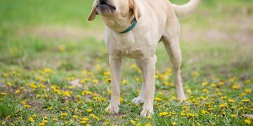 Imputaron a la dueña del perro que se escapó y mordió a un adolescente en Córdoba. Imagen ilustrativa.