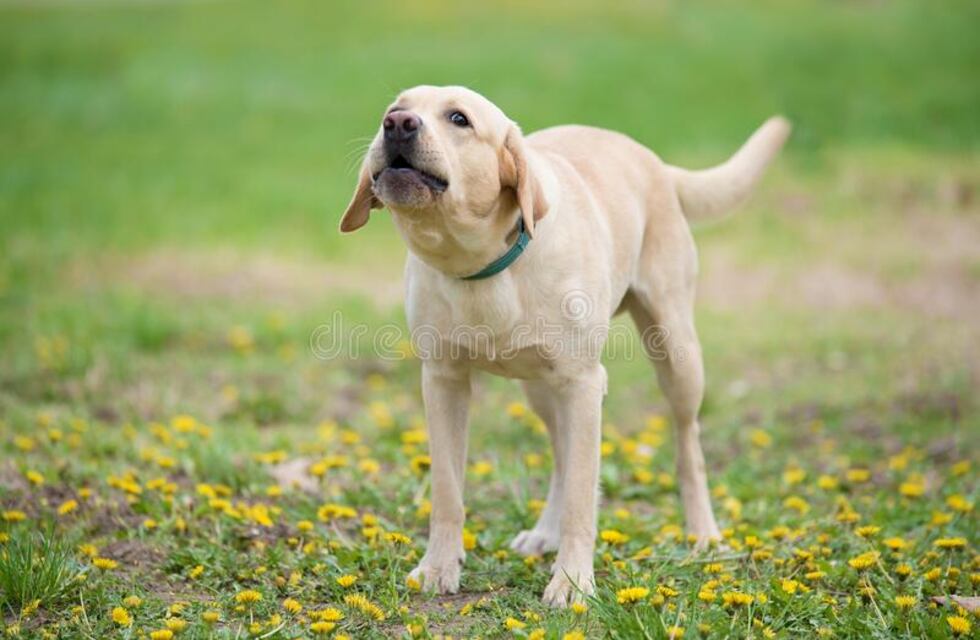 Imputaron a la dueña del perro que se escapó y mordió a un adolescente en Córdoba