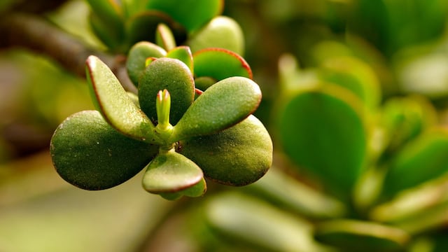 Por qué deberías tener en casa un árbol de jade como planta de la buena fortuna, según el Feng Shui