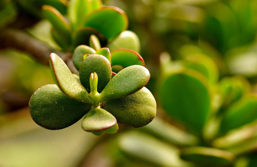 Por qué deberías tener en casa un árbol de jade como planta de la buena fortuna, según el Feng Shui