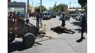 Los dos caballos quedaron atascados en el carro.