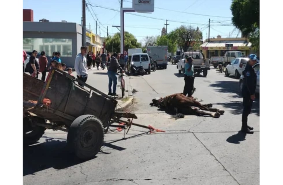 Triste escena en Río Cuarto: se desplomó un caballo que tiraba de un carro y tuvo que ser sacrificado