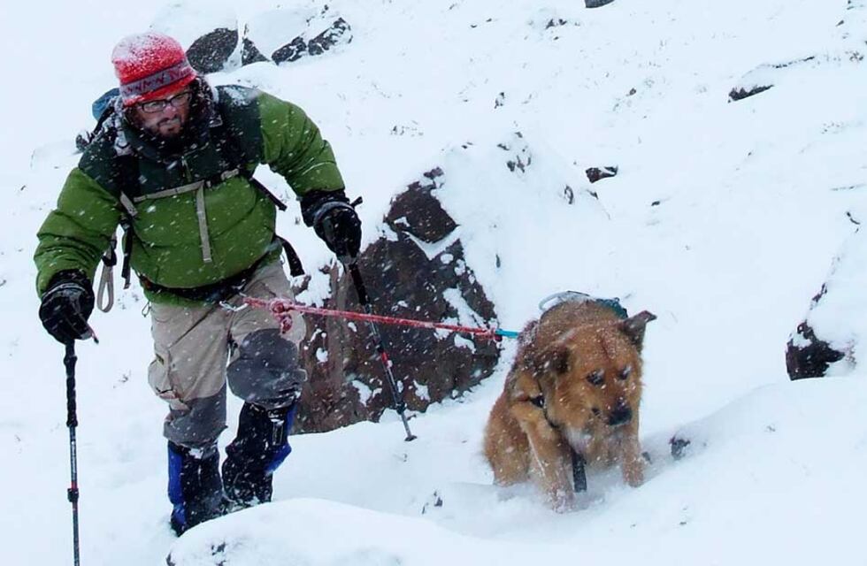 Otra más del 2020: falleció Oro, el perro más montañés y querido de Mendoza