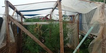 Desmantelan un vivero de marihuana en San Vicente.