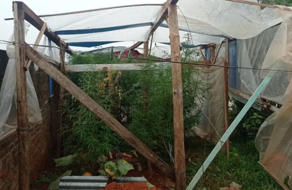 Desmantelan un vivero de marihuana en San Vicente
