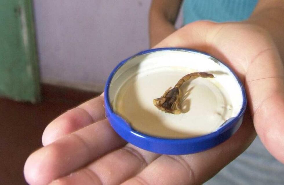 Bullying en Córdoba: el niño que fue picado por un alacrán pidió que lo cambien de colegio