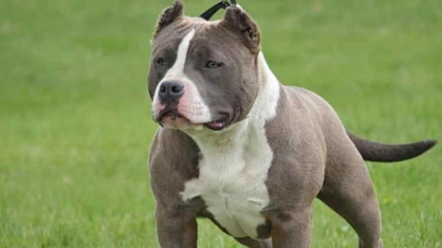 Los perros potencialmente peligrosos deben estar registrados en la aplicación Huella Animal de Córdoba.
