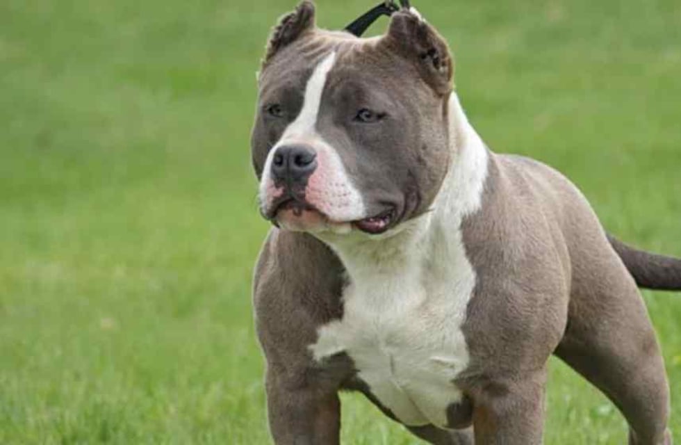 Qué pasa si un perro potencialmente peligroso no está registrado y ataca a una persona en Córdoba