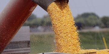 Robaron 80 mil kilos de maíz en San Luis. Foto ilustrativa (La Voz).