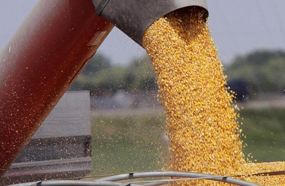 Un sanluiseño fue condenado a seis años de cárcel por robar maíz