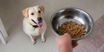 Cómo cambiar la dieta de una mascota sin afectar su salud