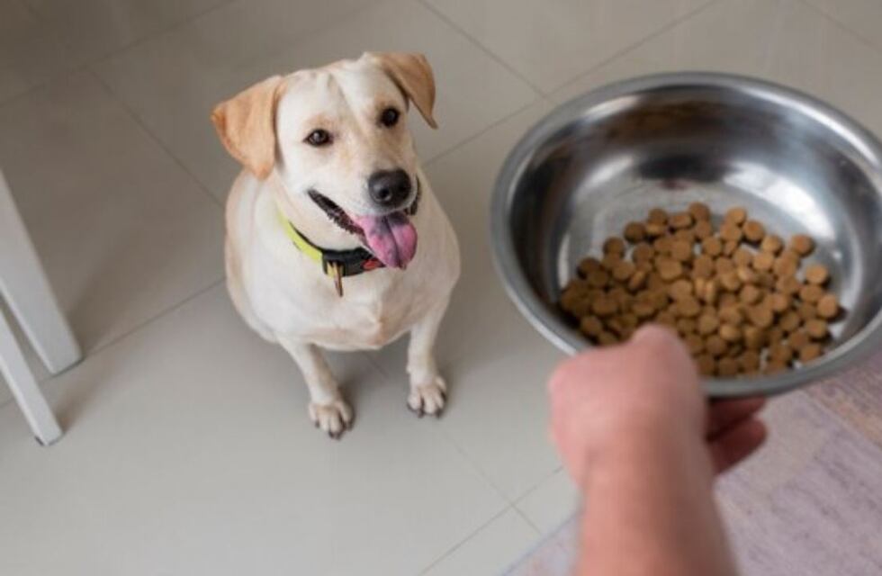 Cómo cambiar la dieta de una mascota sin afectar su salud