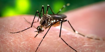 Siguen en aumento los casos de dengue y Covid-19 en Entre Ríos