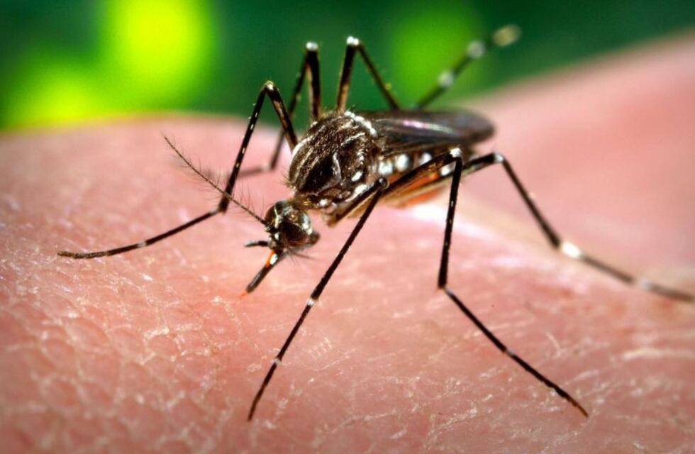 Dengue: el Ministerio de Salud confirmó el fallecimiento de dos personas