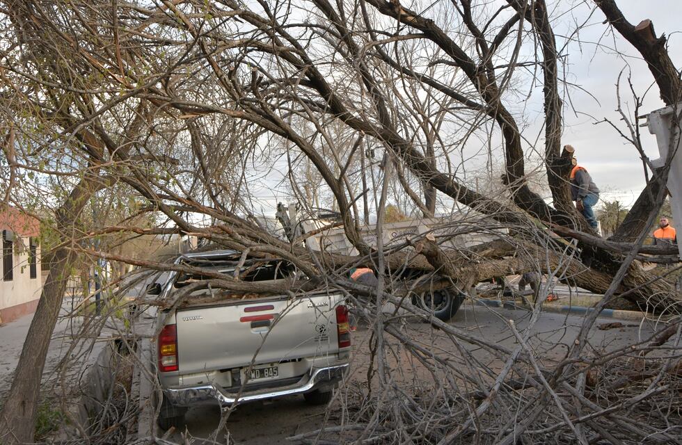 El Zonda bajó al llano dejó a su paso voladura de techos y árboles y postes por el suelo