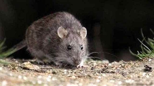 Hantavirus. Se transmite por roedores infectados (La Voz/Archivo).