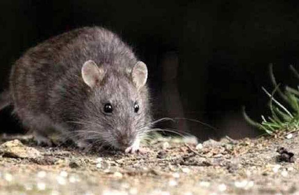 Falleció un adolescente en Recreo por hantavirus y se encienden las alertas en la Provincia