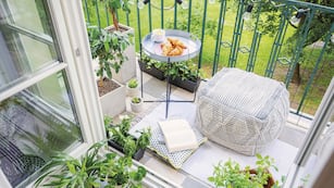 La planta que tenés que poner en el balcón en enero para atraer dinero, según el Feng Shui.