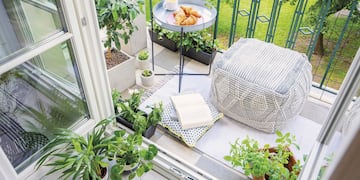 La planta que tenés que poner en el balcón en enero para atraer dinero, según el Feng Shui.