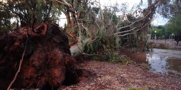 Árboles caídos y calles anegadas tras la fuerte e inusual tormenta de agua, granizo y viento que afectó este jueves sectores del departamento de San Martín. (Gentileza Los Andes)