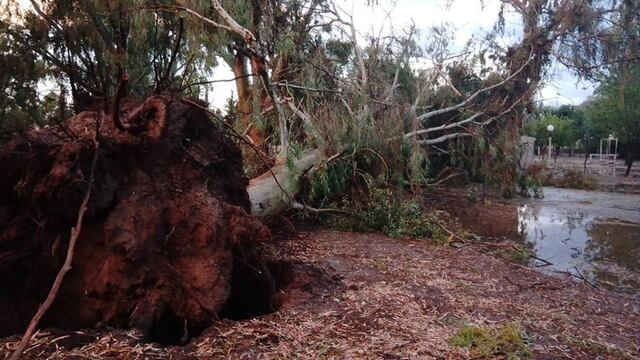 Árboles caídos y calles anegadas tras la fuerte e inusual tormenta de agua, granizo y viento que afectó este jueves sectores del departamento de San Martín. (Gentileza Los Andes)