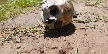 El cráneo humano fue encontrado a la vera del río Ctalamochita, en Villa María.