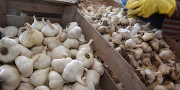 Continúa el contrabando de ajo en Mendoza.