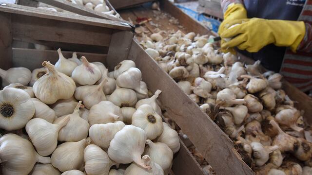 Continúa el contrabando de ajo en Mendoza.