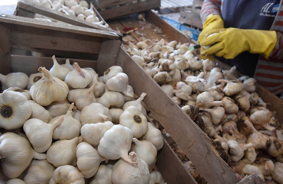 Contrabando de ajo: cuál es la realidad en Mendoza luego de las toneladas secuestradas por la AFIP