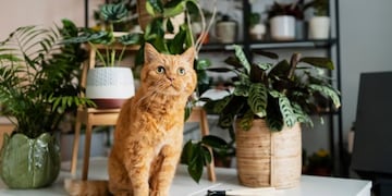 Estas 6 plantas podrían matar a tu perro o a tu gato: una es muy popular en Argentina.