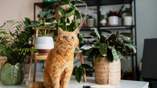 Estas 6 plantas podrían matar a tu perro o a tu gato: una es muy popular en Argentina.