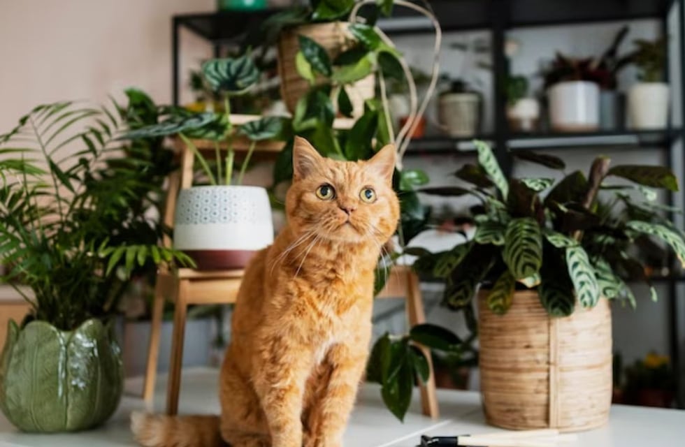 Estas 6 plantas podrían matar a tu perro o a tu gato: una es muy popular en Argentina