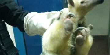 El animal fue rescatado por la patrulla ambiental de Córdoba.