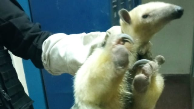 El animal fue rescatado por la patrulla ambiental de Córdoba.